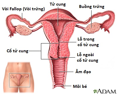 Ống dẫn trứng