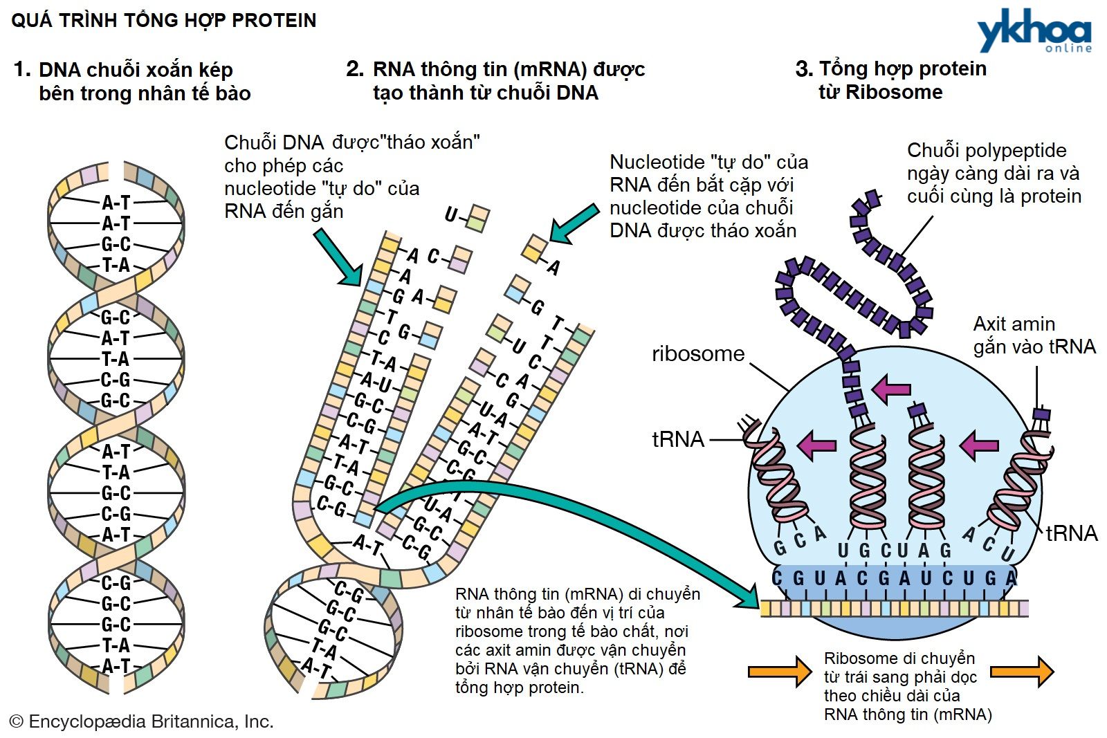 Quá trình tổng hợp protein