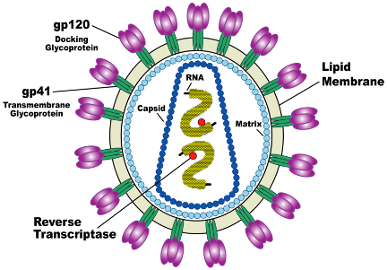 HIV/AIDS - Kiến thức căn bản