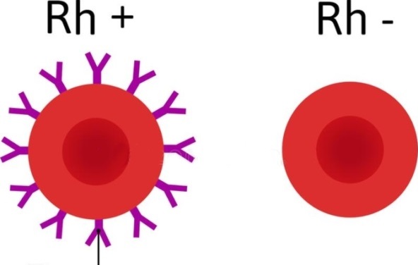 Rhesus (Rh)