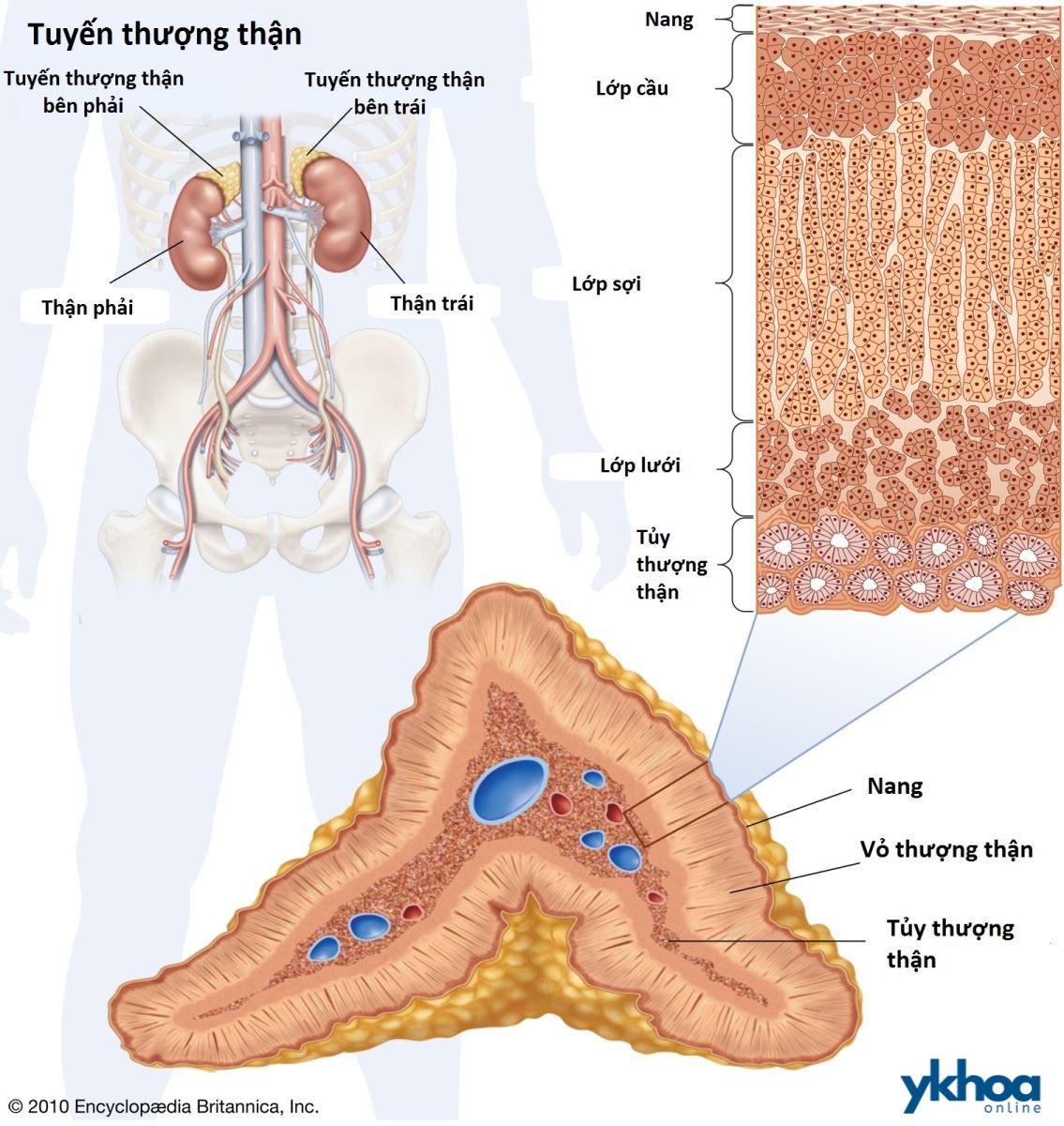 Tuyến thượng thận 