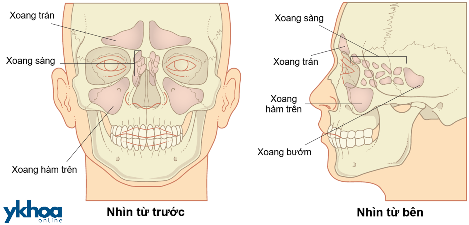 Vị trí các xoang cạnh mũi