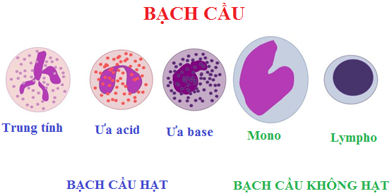 Các loại tế bào bạch cầu