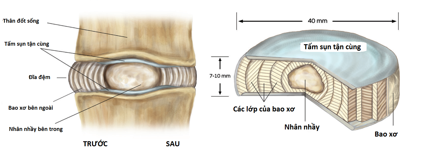 Cấu trúc của đĩa đệm liên đốt sống