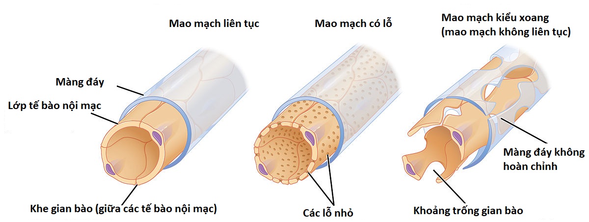 Mao mạch