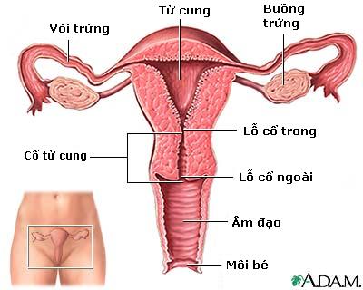 Tử cung & phần phụ