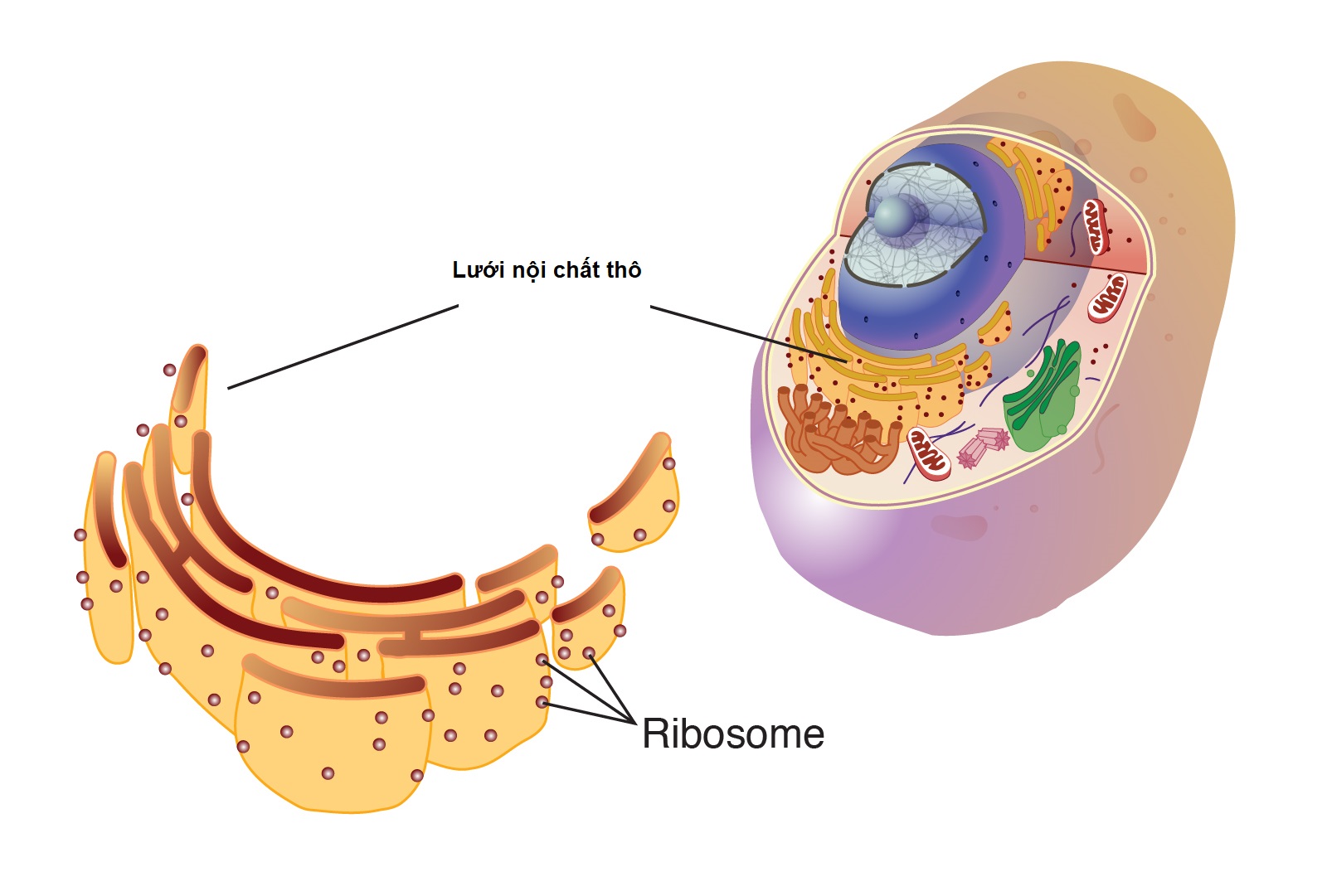 Ribosome