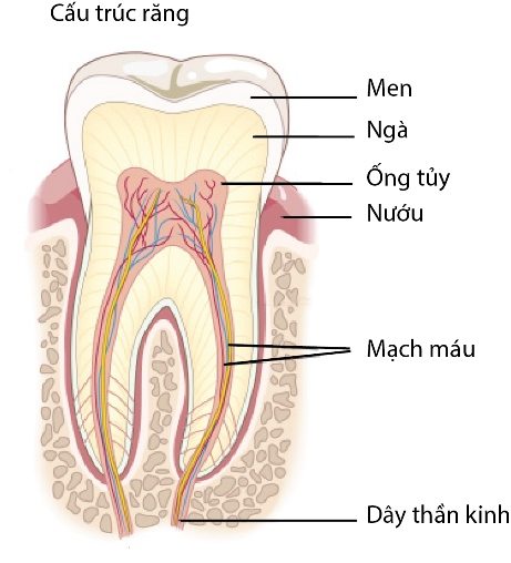 Tủy răng